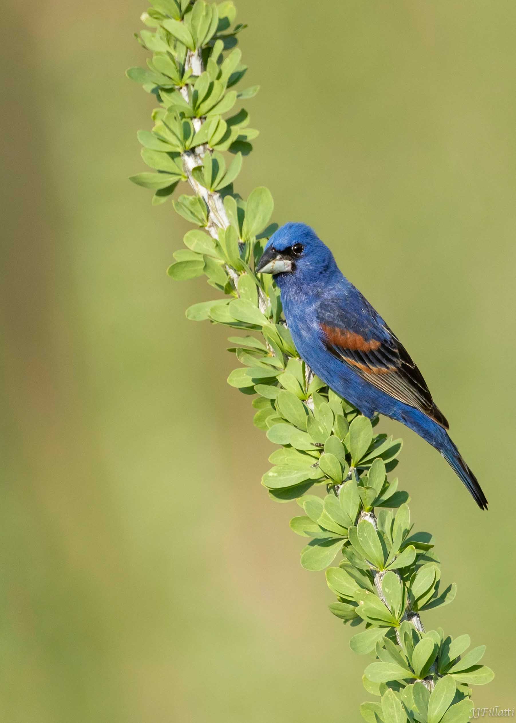 bird of arizona image 35